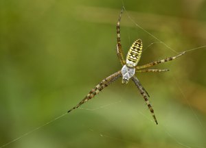 Die kleine Seidenbänderspinne...