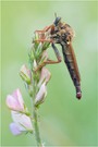 stenopogon Sabaudus