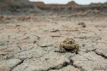 - Kreuzkröte im Lebensraum -