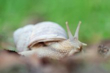 Weinbergschnecke