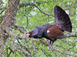 Begegnung im Hochwald