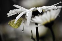 unterm Margeritendach