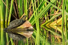 Die Europäische Sumpfschildkröte ( (Emys orbicularis)