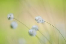 Scheiden-Wollgras (eriophorum vaginatum)