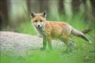 Rotfuchs *Vulpes vulpes*