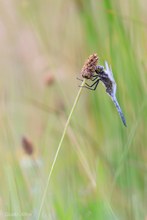 Großer Blaupfeil in der Wiese