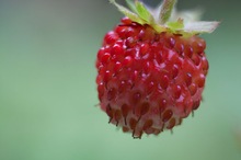 Wilde Erdbeere