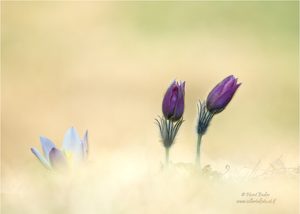 inmitten des Bergfrühlings