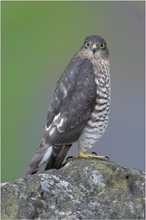 Sperberterzel (Accipiter nisus)