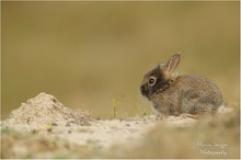 ~ Kleiner Sandburgenbauer ~