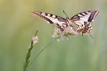 die 2. Generation fliegt nun