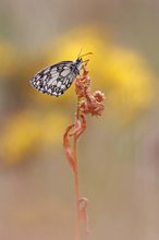 Melanargia galathea