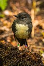 New Zealand Robin (m)