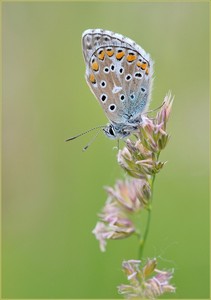 *Himmelblauer Bläuling*