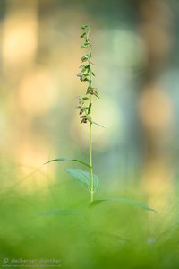 ~ Epipactis helleborine ~