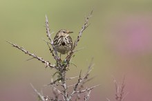 Wiesenpieper