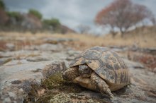 Sardische Landschildkröte