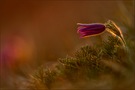 pulsatilla im letzten abendlicht