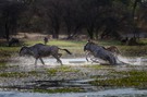 Blaue Gnus beim Überqueren des Boteti