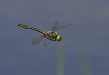 Libelle im Flug
