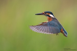 Im Rüttelflug...