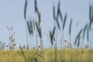 Mohn im Retrostyle