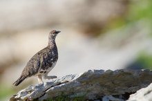 Alpenschneehuhn