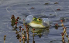 Grüner Wasserfrosch