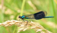 Prachtlibelle