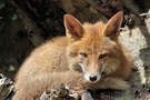 Rotfuchs