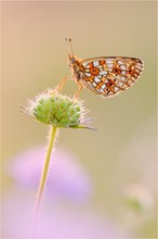 ~ Boloria Selene ~