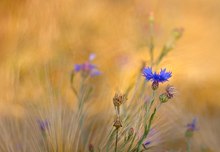 Kornblumen in Altglas