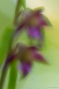 Ein Orchideen- H A U C H...