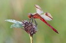 Sympetrum pedemontanum – Gebänderte Heidelibelle