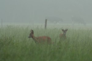 Treiben am Niederrhein