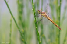 Heidelibelle im Ginster