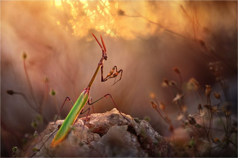 Empusa pennata