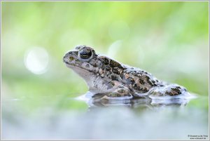 Wechselkröte (Bufo viridis)