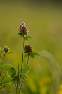 Rotklee in der Abendsonne