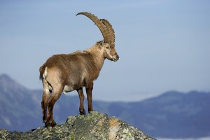 Koenig der Berge