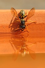 Gallische Feldwespe (Polistes dominula)