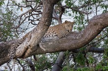 Leopard auf Baum