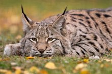 Luchs