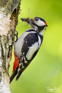 Buntspecht Männchen bei der Fütterung