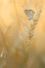 Bläulingsdame im Abendlicht