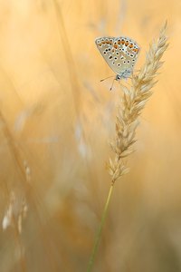 Bläulingsdame im Abendlicht