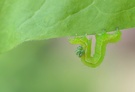 Raupe der Thyranoplusia orichalcea-Eule (parasitiert)