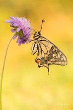 Papilio machaon