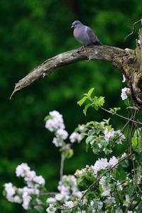 Hohltaube (Columba oenas)