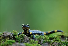 Feuersalamander